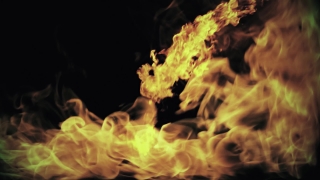 Jellyfish, Flame, Invertebrate, Fire, Heat, Burn