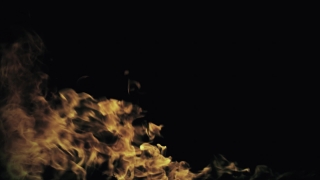 Jellyfish, Invertebrate, Flame, Fire, Heat, Burn