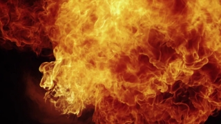 Polyp, Coelenterate, Invertebrate, Flame, Fire, Orange