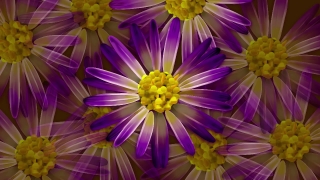 Aster, Flower, Daisy, Angiosperm, Blossom, Plant