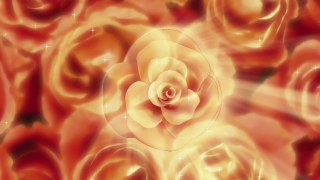 Rose, Petal, Sea Anemone, Flower, Pink, Roses