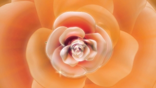 Pink, Flower, Rose, Petals, Love, Color