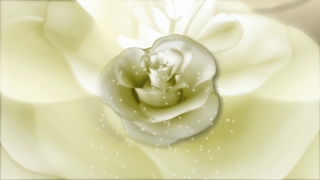 Flower, Rose, Pink, Love, Bride, Petals