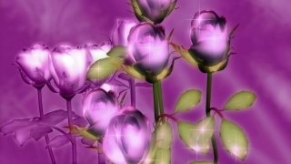 Tulip, Pink, Flower, Lilac, Purple, Color