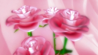 Pink, Flower, Rose, Petal, Gift, Petals