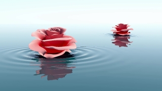 Flower, Rose, Petal, Gift, Lotus, Floral