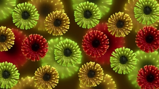 Succulent, Vascular Plant, Plant, Flower, Kiwi, Daisy