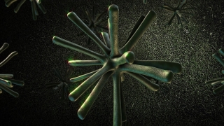 Vascular Plant, Plant, Cactus, Close, Woody Plant, Shrub