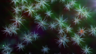 Polyp, Coelenterate, Invertebrate, Animal, Organism, Pattern