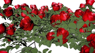 Rose, Flower, Roses, Love, Petal, Plant