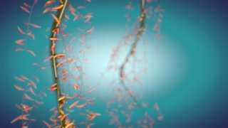 Snow, Winter, Season, Design, Holiday, Snowflake