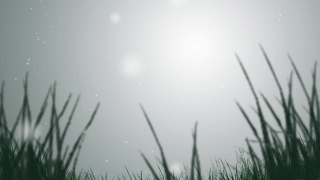 Star, Sky, Celestial Body, Weather, Plant, Grass