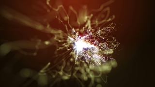 Celebration, Night, Fireworks, Vascular Plant, Festival, Holiday