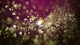 Polyp, Coelenterate, Invertebrate, Animal, Night, Star