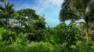 Tree, Woody Plant, Vascular Plant, Plant, Sky, Landscape