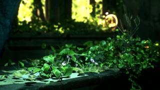 Aquatic Plant, Vascular Plant, Plant, Aquatic, Leaf, Organism