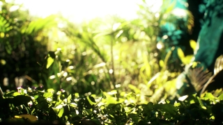 Vegetable, Leaf, Plant, Food, Healthy, Organic