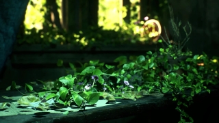 Aquatic Plant, Vascular Plant, Plant, Aquatic, Leaf, Organism
