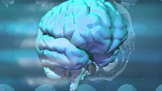 Jellyfish, Human, 3d, Invertebrate, Science, Medical