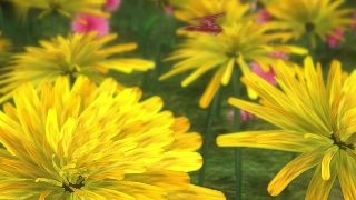 Herb, Dandelion, Plant, Flower, Yellow, Vascular Plant
