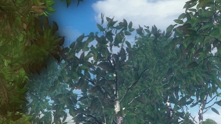 Tree, Woody Plant, Vascular Plant, Plant, Leaves, Forest