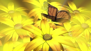 Sunflower, Flower, Daisy, Yellow, Petal, Plant