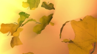 Maple, Oak, Leaves, Leaf, Autumn, Tree