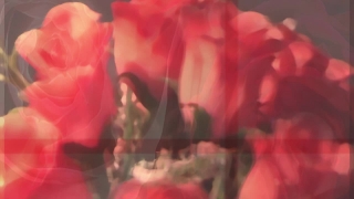 Shrub, Flower, Rose, Plant, Petal, Woody Plant