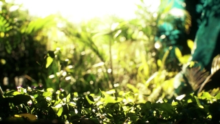 Vegetable, Leaf, Plant, Food, Organic, Healthy