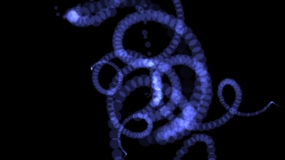 Coelenterate, Invertebrate, Black, Light, Animal, Shape