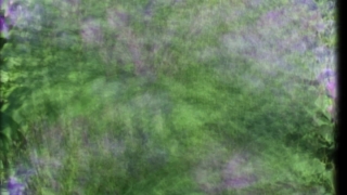 Grass, Plant, Field, Lawn, Meadow, Vascular Plant