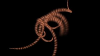 Coil, Invertebrate, Structure, Arthropod, Brittle Star, Animal