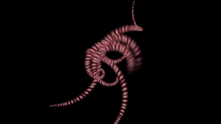 Arthropod, Centipede, Invertebrate, Animal, Millipede, Brittle Star