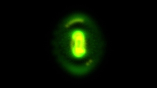 Nematode, Worm, Invertebrate, Animal, Light, Space