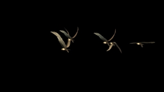 Black, Moon, Light, Hide, Body, Art