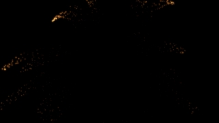 Feather Star, Echinoderm, Invertebrate, Night, Light, Black
