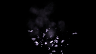 Light, Herb, Vascular Plant, Bright, Black, Petal