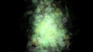 Sea Squirt, Invertebrate, Animal, Chordate, Light, Fractal