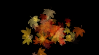 Pollen, Orange, Yellow, Plant, Autumn, Maple