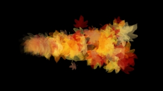 Invertebrate, Orange, Jellyfish, Animal, Fire, Yellow