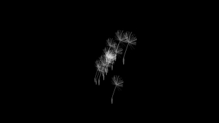 Dandelion, Herb, Plant, Light, Night, Celebration