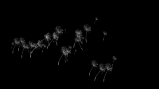 Art, Light, Dandelion, Firework, Pattern, Black