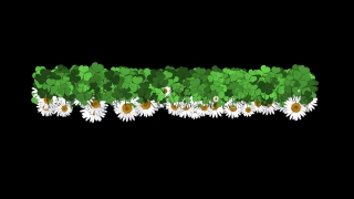 Daisy, Flower, Plant, Summer, Spring, Meadow