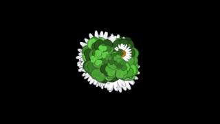 Clover, Design, Floral, Flower, Leaf, Graphic