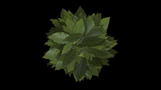 Plant, Tree, Leaf, Maple, Woody Plant, Leaves