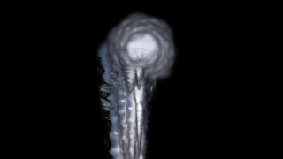 Crustacean, Arthropod, Black, Invertebrate, Light, Screw