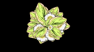 Plant, Leaf, Herb, Natural, Leaves, Vascular Plant