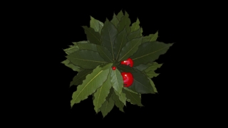 Holly, Plant, Periwinkle, Vascular Plant, Herb, Leaf